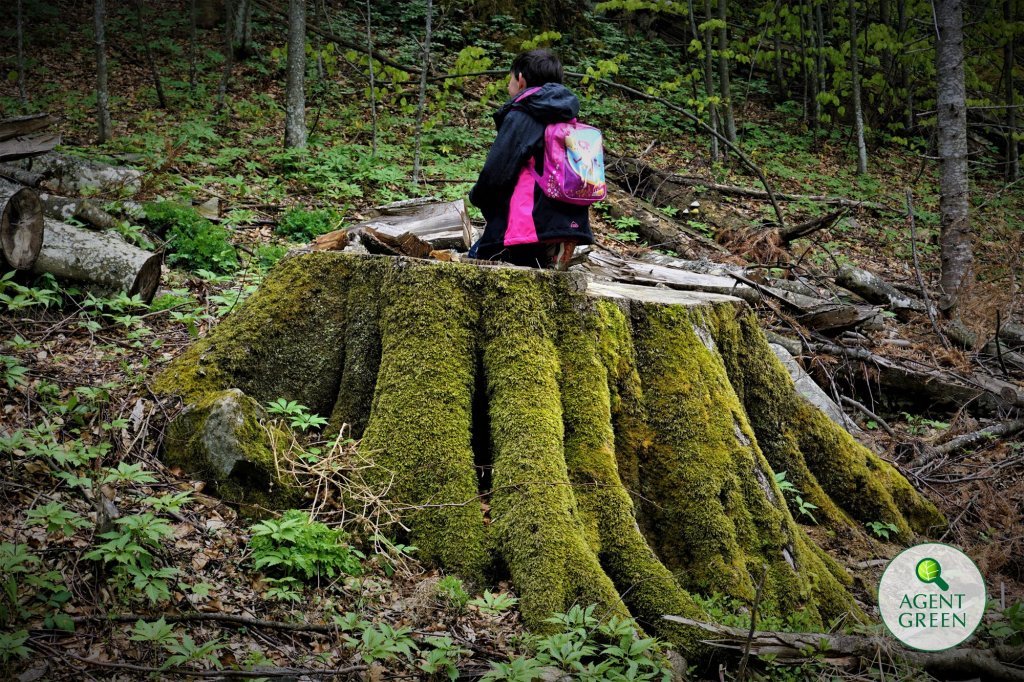 VIDEO: Masacru în parcurile naționale din România – investigație Agent Green