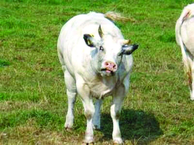  25 de persoane în pericol de turbare urmată de deces, din cauza unei vaci