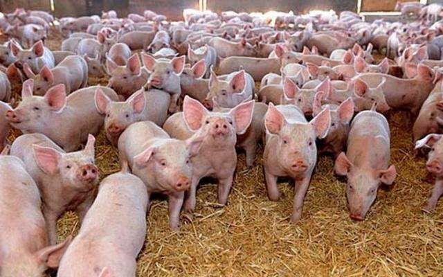  Alertă în fermele de porci din România, din cauza focarului de pestă porcină