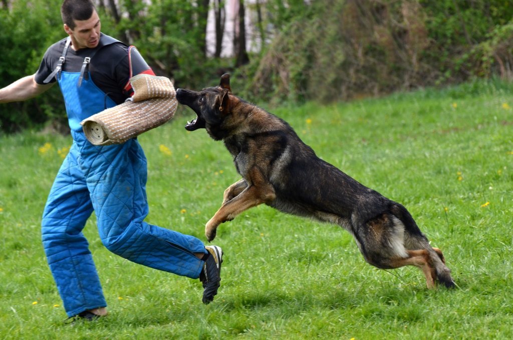  Sfaturile unui dresor: Cum ne apărăm când suntem atacaţi de câini. „Nu cumva să fugiţi”