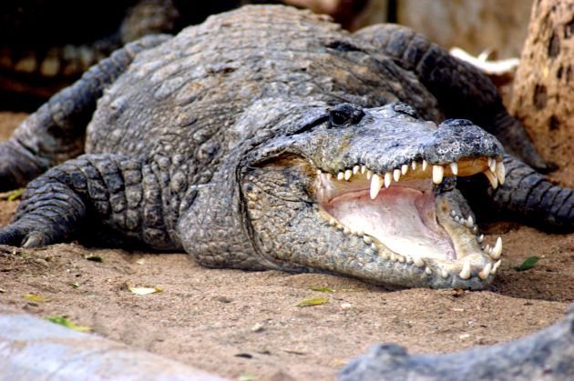  Poliţiştii ruşi au găsit un crocodil de Nil la subsolul unei locuinţe