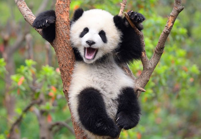  Parc uriaş dedicat simpaticilor urşi panda. Va avea o suprafaţă de trei ori mai mare faţă de Yellowstone