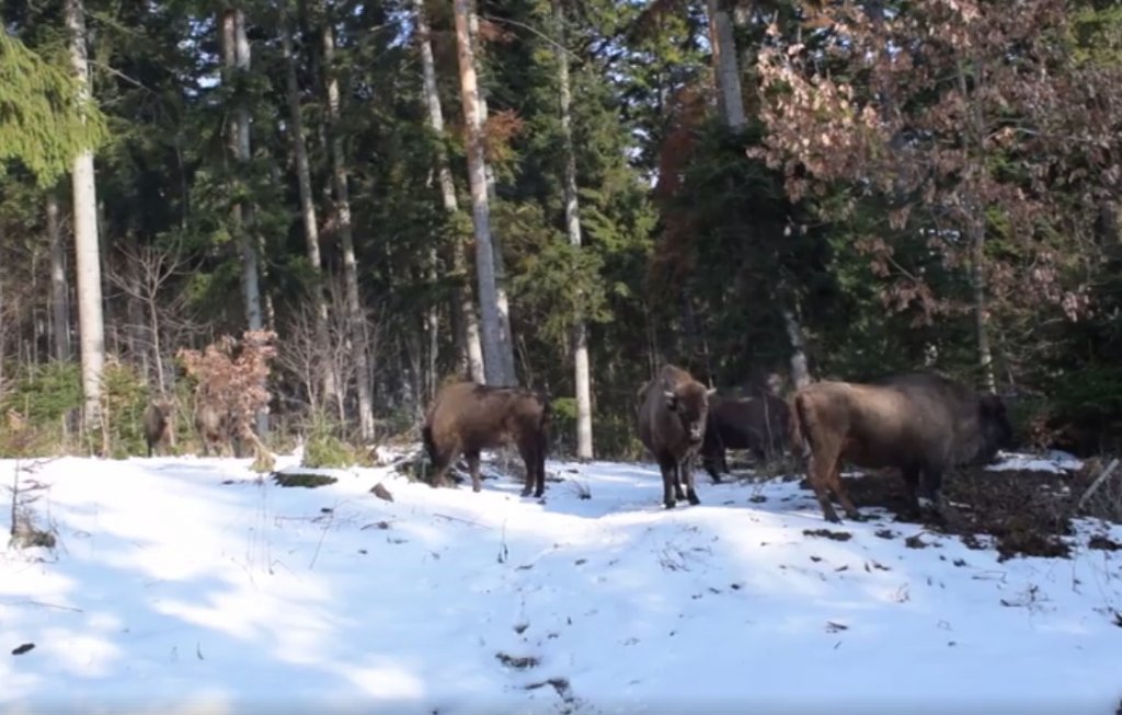  (VIDEO) O turmă de zimbri, suprinsă în libertate în Parcul Natural Neamţ