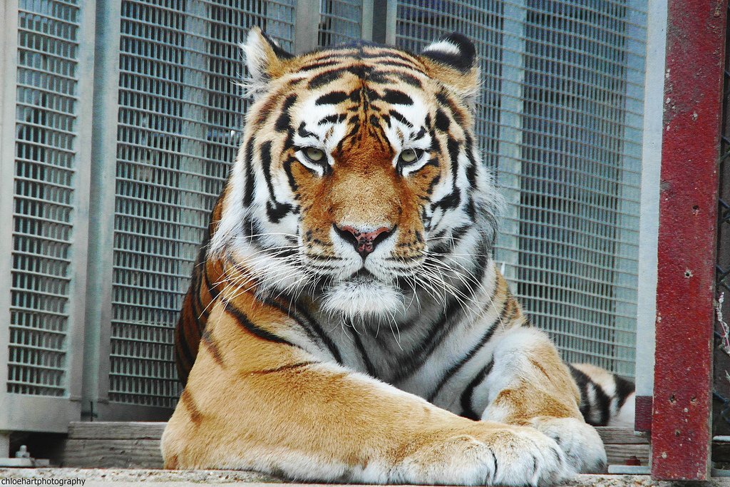  Tigrul siberian Igor, tratat cu celule stem în premieră mondială