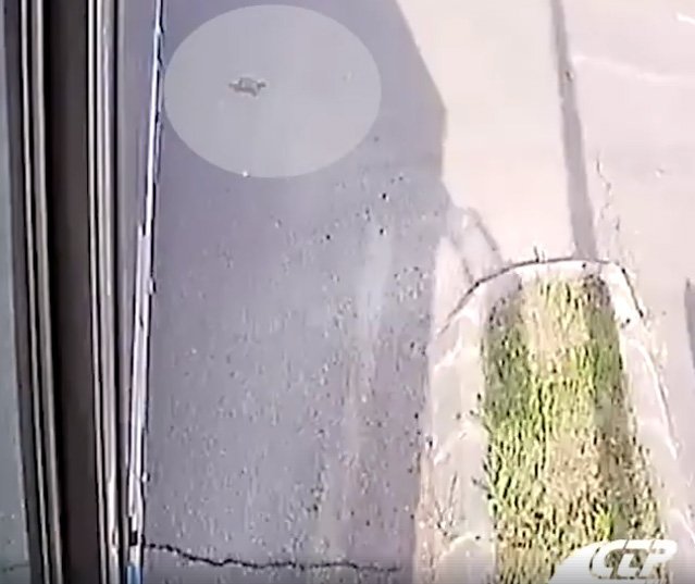  VIDEO: EMOȚIONANT! Un șofer de autobuz a salvat o broscuță țestoasă la ERA