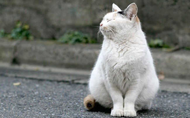  De ce apare obezitatea la pisici?