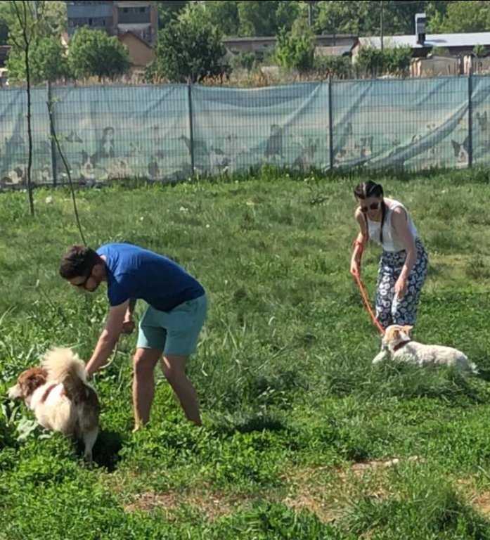  Îi puteți ajuta pe câinii din adăpostul de la Tomești și fără bani. Ei vă așteaptă