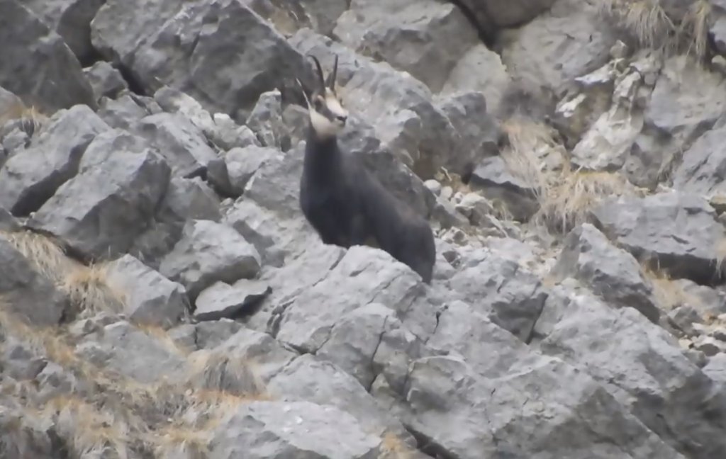  (VIDEO) ”Sprinturi” spectaculoase ale caprelor negre, surprinse în Parcul Natural Bucegi