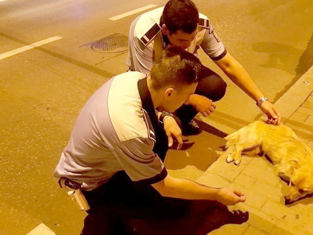 FOTO: Doi poliţişti ieşeni de la Rutieră au salvat viaţa unui căţeluş rănit în trafic