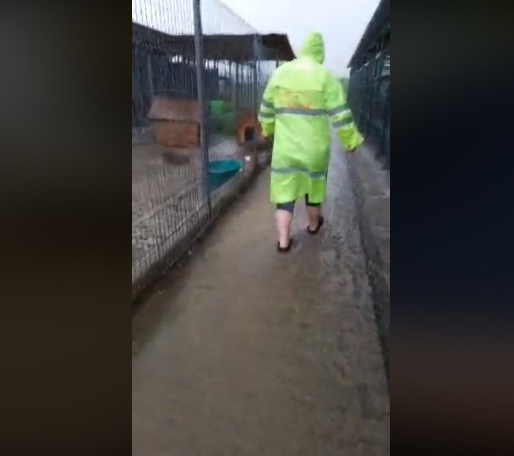  VIDEO: Câinii de la adăpostul din Tomești, îngrijiți cu drag și pe timp de furtună