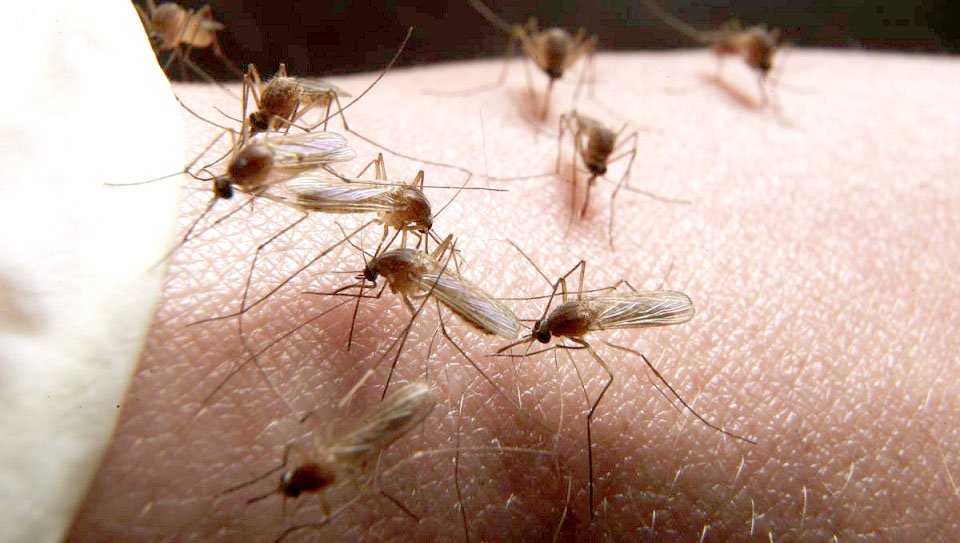  FERIȚI-VĂ de ţânţari! Au adus virusul West Nile la Iaşi. Boala poate fi mortală