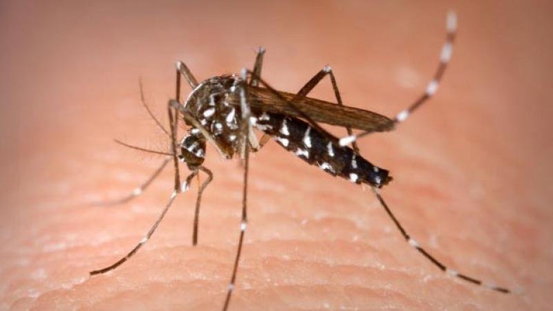  Atenţie la ţânţari ! Mesajul DSP după primul caz de infectare cu virusul West Nile