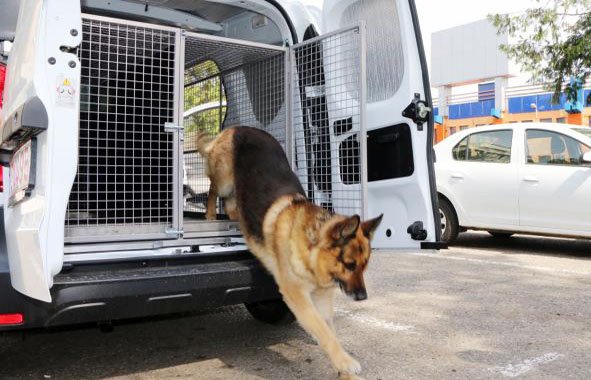  Câinele poliţiştilor a  mirosit ţigările din portbagajele contrabandiştilor