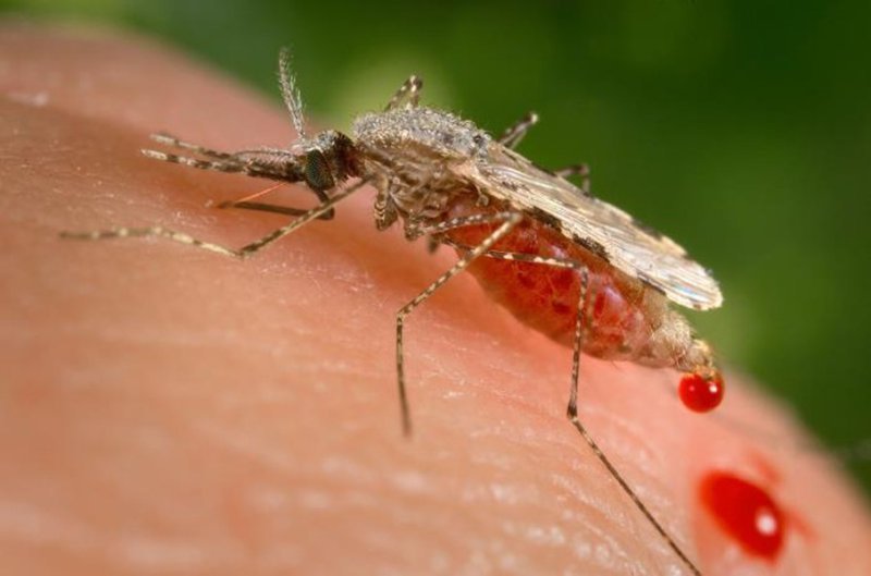  Atenţie mare la ţânţari ! Patru cazuri de ieşeni infectaţi cu virusul West Nile
