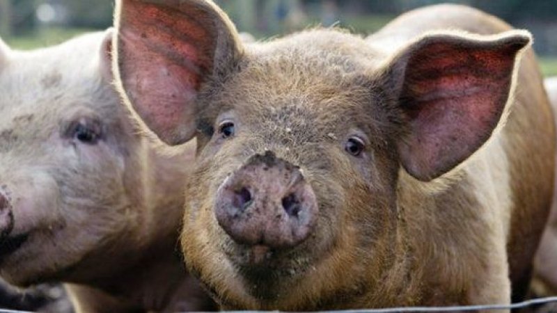  Sat întreg anchetat penal pentru că nu permite uciderea porcilor sănătoși