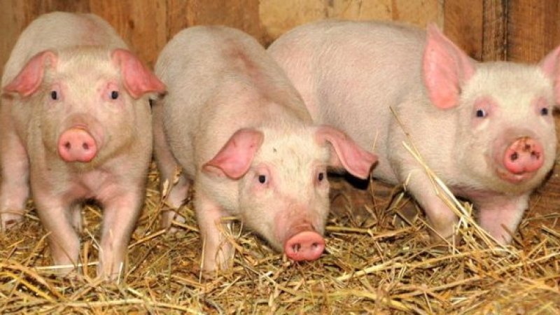  Pesta porcină se extinde alarmant în zona Moldovei! Continuă sacrificările de animale