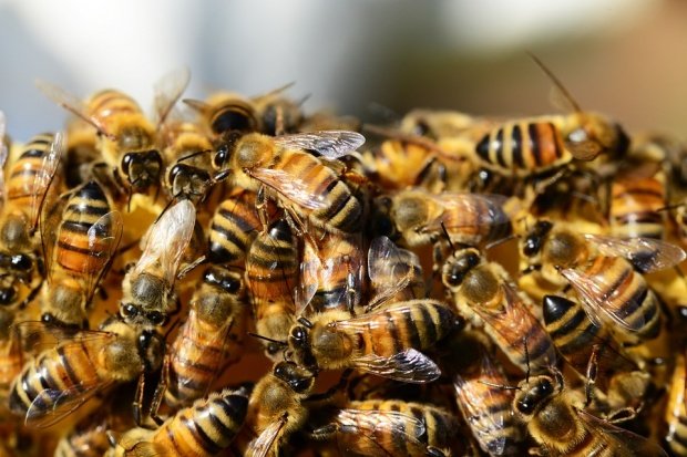  Şoc anafilactic – bărbat ucis de înţepături de albine, pe câmp