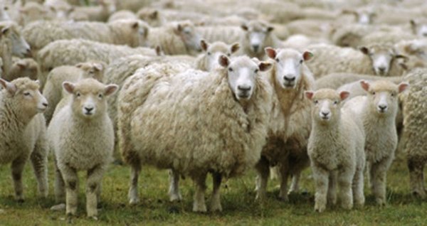  Avertisment: După pesta porcină, urmează pesta ovină?