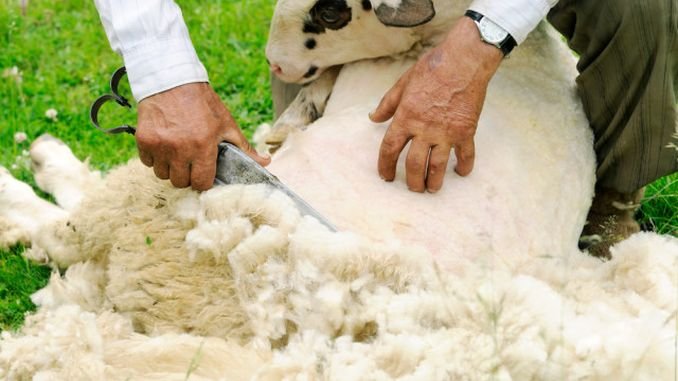 Perioada de valorificare a lânii va fi prelungită până la 1 noiembrie