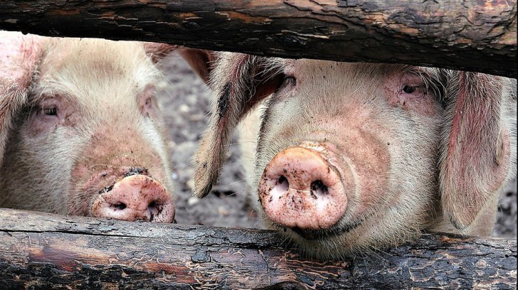  România nu a solicitat UE niciun ajutor suplimentar pentru pesta porcină