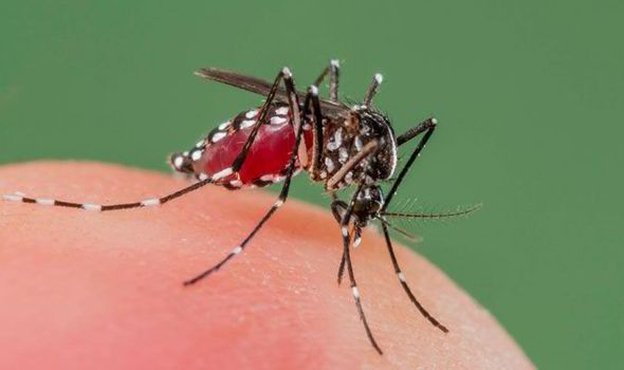  Ţânţari care transmit malaria, eliminaţi prin tehnica manipulării genetice