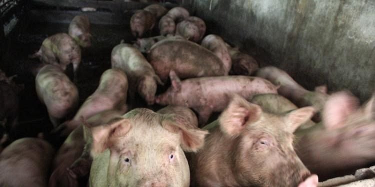  Pesta a ajuns în altă localitate din județul Giurgiu. Cinci porci au fost sacrificați