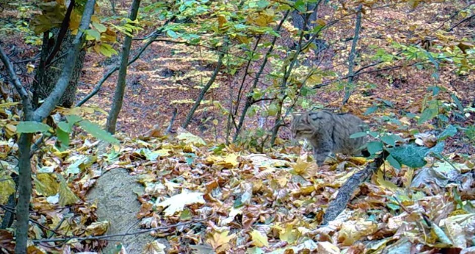  VIDEO: Pisică sălbatică ieșită la vânat într-o pădure din Dobrovăț