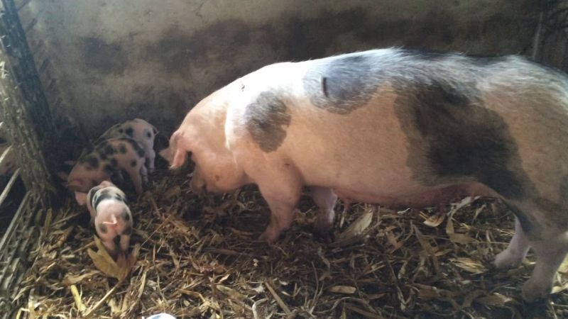  Pestă porcină africană în Argeş! Patru porci morţi într-o gospodărie