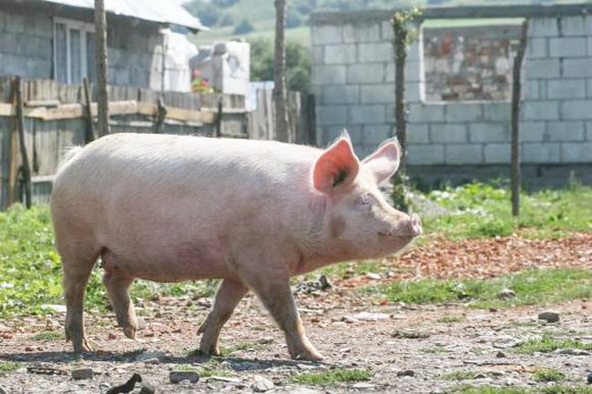  Fetiţa de un an cu urechile mâncate de porcul din curte îşi revine încet-încet