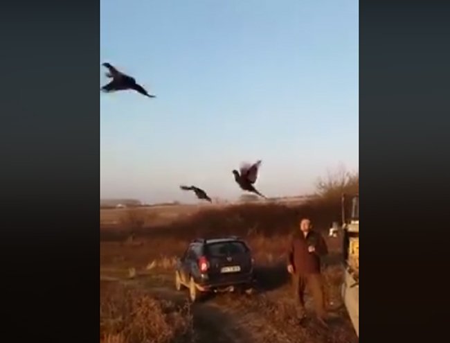  VIDEO: Vedeți cum au fost eliberați 200 de fazani în două fonduri cinegetice