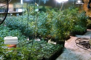  Spania: Şase persoane arestate, printre care o româncă, după descoperirea a o mie de plante de marijuana