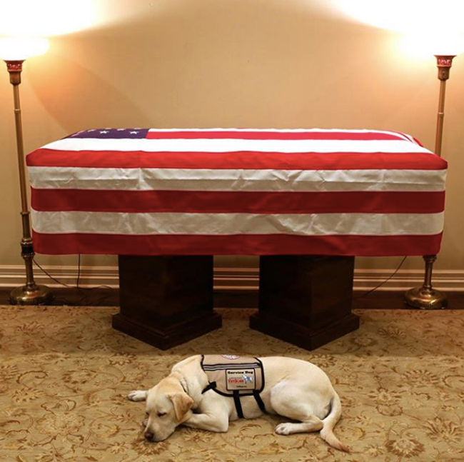  EMOȚIONANT: Misiune îndeplinită… Câinele de serviciu lângă sicriul lui Bush