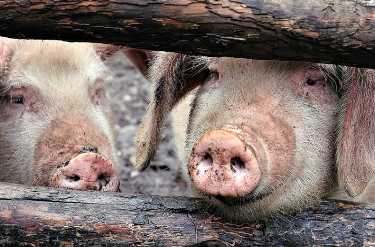  Comisia Europeană ne dă bani pentru acoperirea cheltuielilor generate de pesta porcină