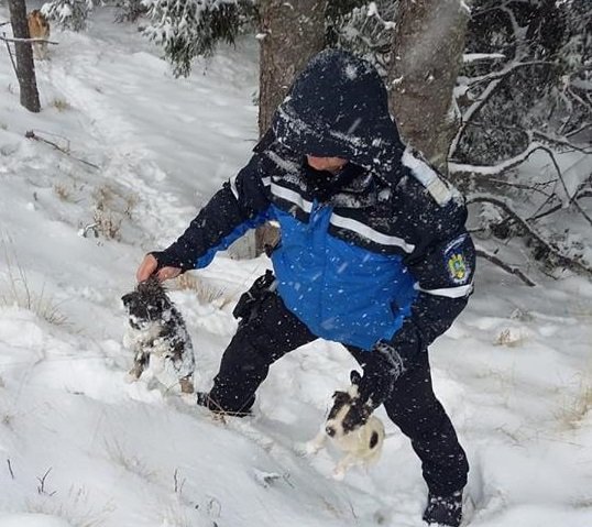  (VIDEO) Misiune frumoasă a jandarmilor montani: Au salvat şase căţei din zăpadă