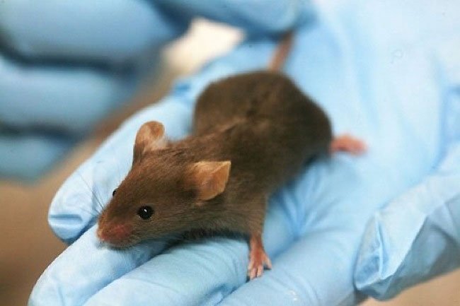  Cercetătorii au reuşit să inducă amintiri false unor şoareci