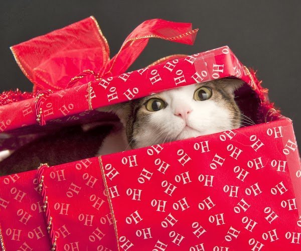  Animalele nu sunt cadouri de Crăciun! PETA trage un semnal de alarmă
