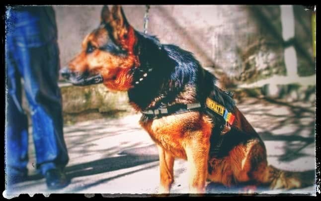  Rex, unul dintre cei mai pricepuți câini poliţişti își încheie cariera cu o poveste tristă