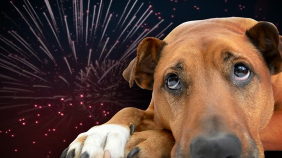  Animalele se tem de artificii și petarde. Ce să faceți pentru a le calma