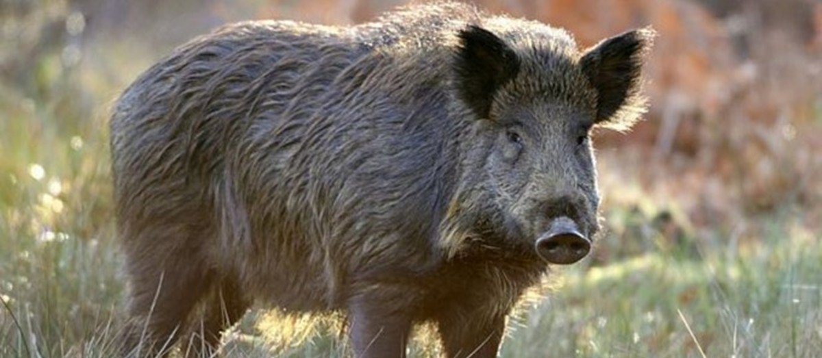  Porc mistret infectat cu virusul pestei, găsit mort în judeţul Botoşani