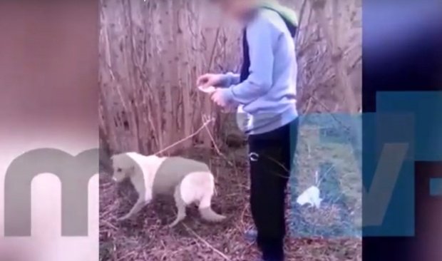  Cruzime dusă la extrem. Un tânăr din Dâmbovița a incendiat un câine, în timp ce prietenul său filma