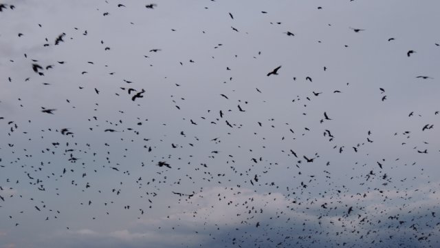  „Drumeţiile unui ornitolog: Păsările Iaşului“ – întâlnire cu liceenii