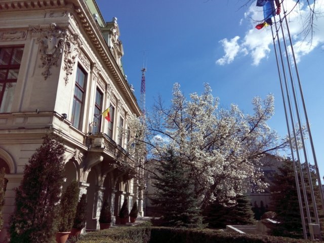  Primarul, ataşat profund de magnolia din faţa Palatului Roznovanu