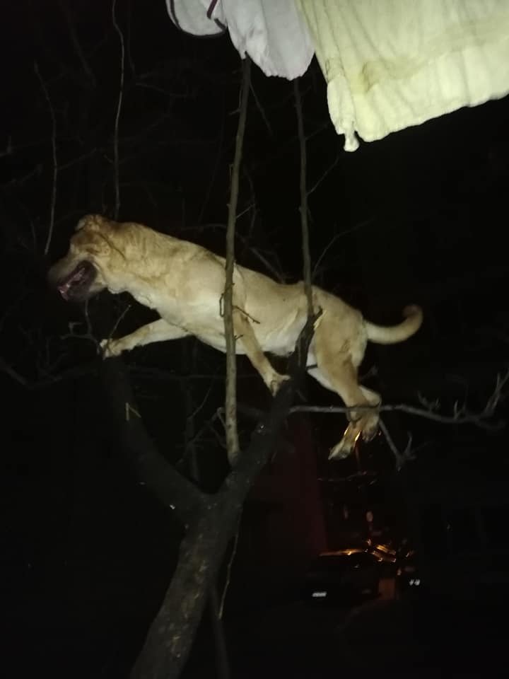  (FOTO) Imagini înduioşătoare: Un timişorean şi-a aruncat câinele pe fereastră. Pompierii l-au salvat din copac