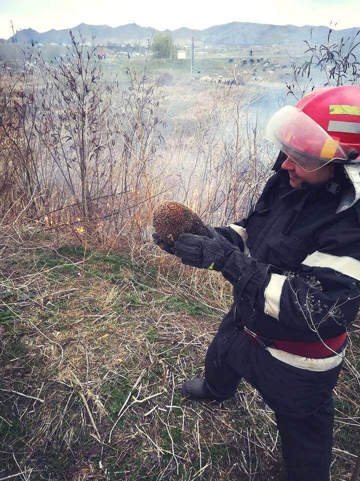  FOTO: Arici salvat dintr-un incendiu de vegetație de un pompier cu suflet mare