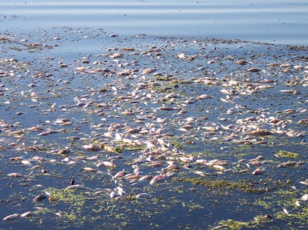  Mulți pești morți au fost văzuți plutind pe Dunăre. Cauzele nu sunt cunoscute