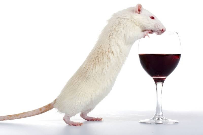  Cercetătorii au vindecat şoareci care sufereau de alcoolism prin ”acţionarea unui întrerupător” din creier