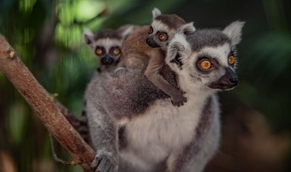  VIDEO: Cinci lemuri cu coada inelată şi un lemur negru s-au născut la o grădină zoologică