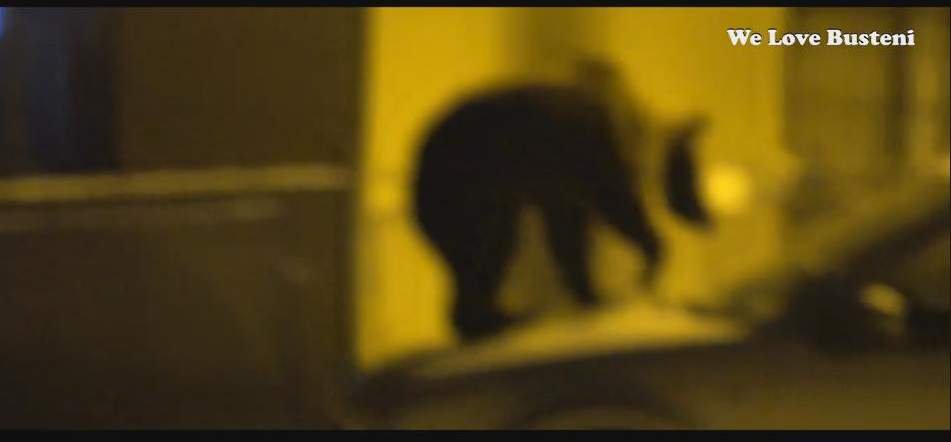  Imagini uluitoare: un urs se chinuie să deschidă un tomberon, altul se urcă pe o maşină