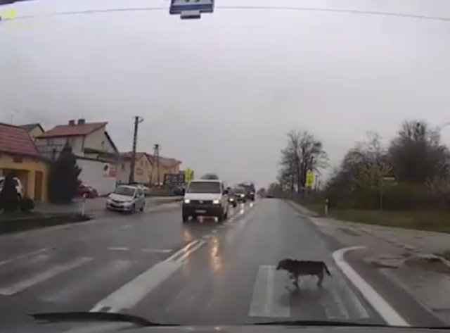  VIDEO: Un „pieton” patruped traversează strada corect. Învățați de la el!