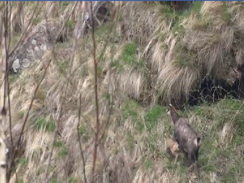 VIDEO: Imagini inedite cu o capră neagră şi iedul ei, surprinse în Parcul Naţional Retezat